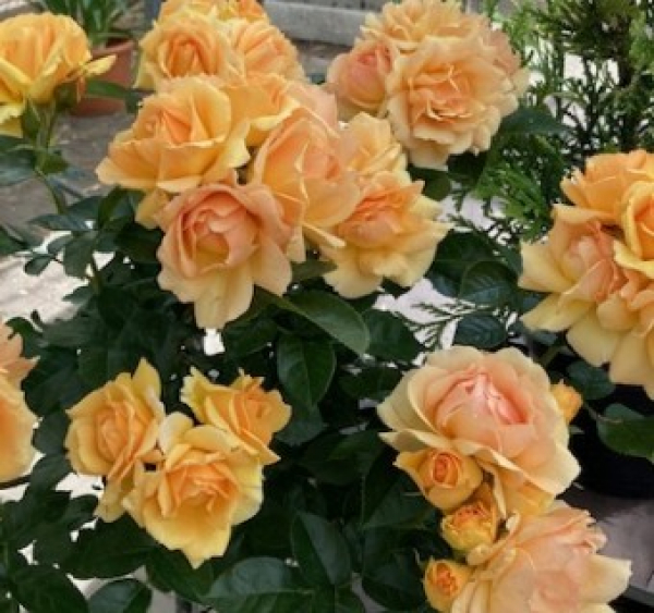 Hochstammrose Hansestadt Rockstock 2